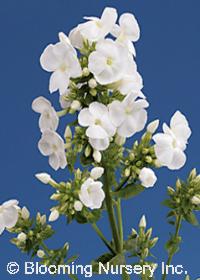 Phlox paniculata 'Ice Cap'